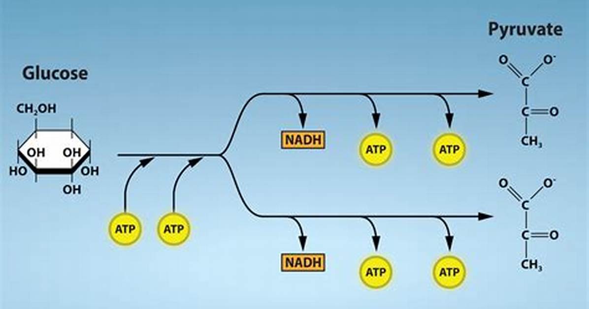What Is a Product of Glycolysis