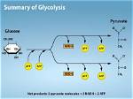 What Is a Product of Glycolysis