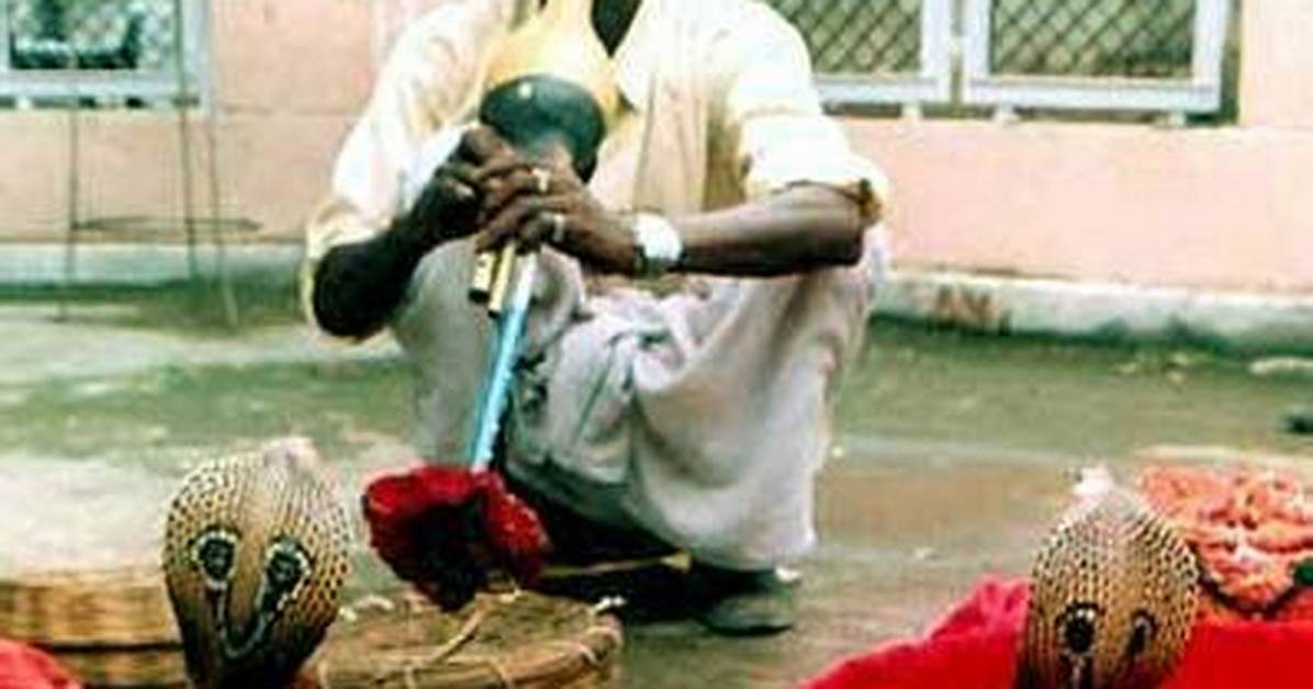 What Is a Snake Charmer