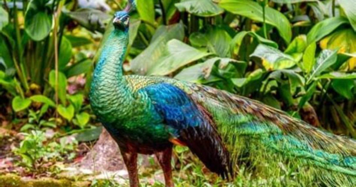 What Is a Spalding Peacock?