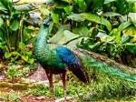 What Is a Spalding Peacock?