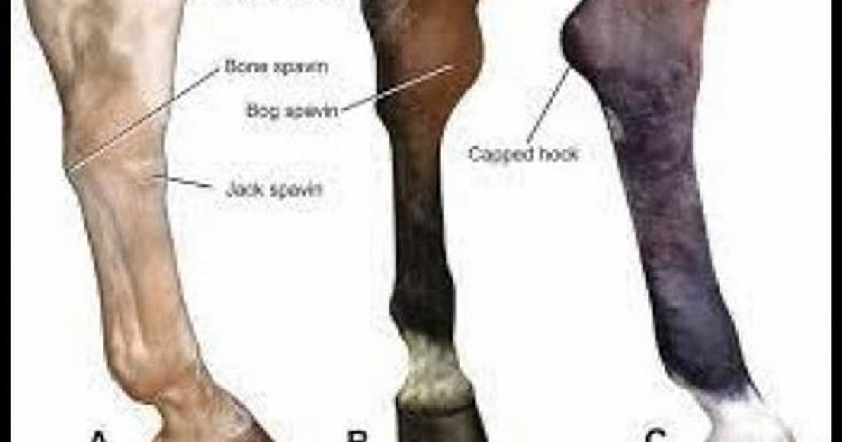 What Is a Spavined Horse?