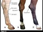 What Is a Spavined Horse?