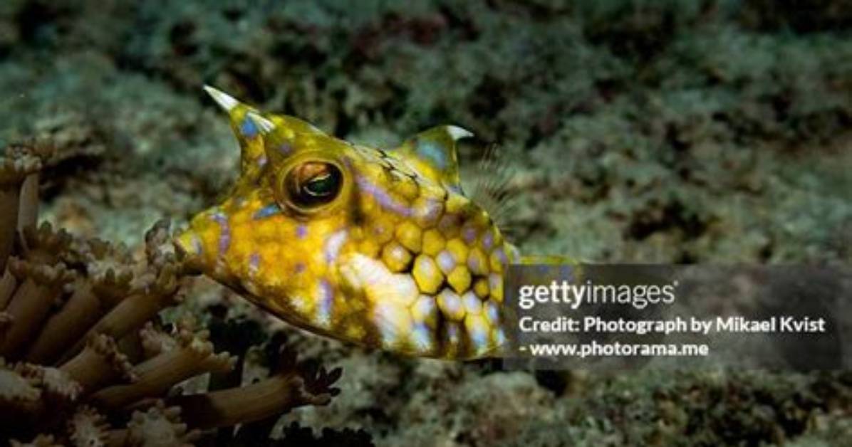 What Is a Thornback?