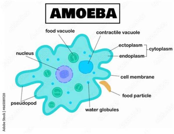 What Is Amoeboid Protozoan?