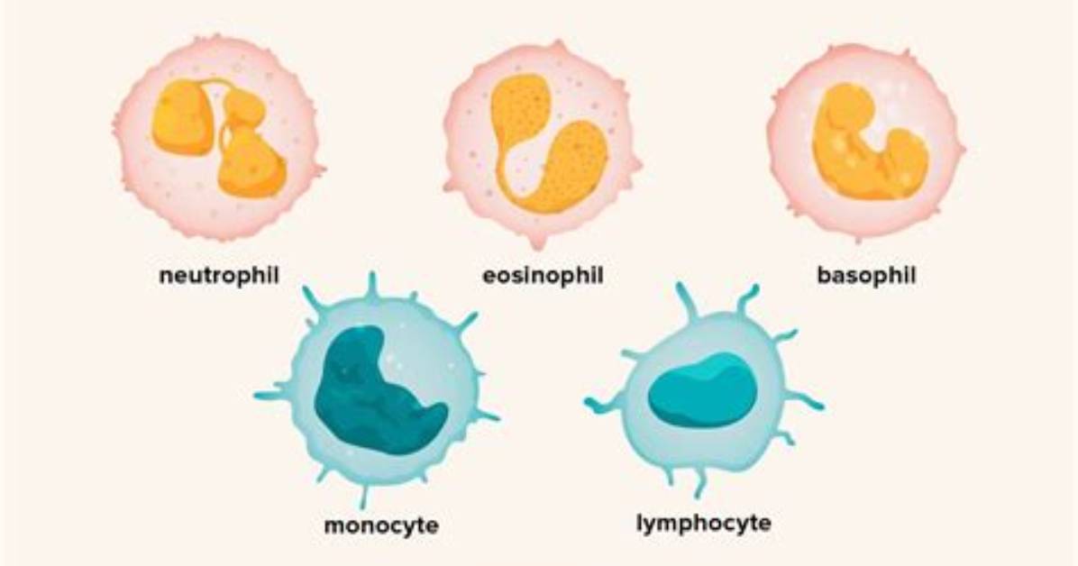 What Is an Alarming White Blood Cell Count?