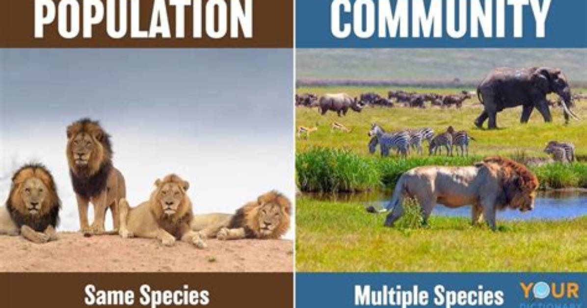 What Is an Animal Community