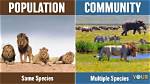 What Is an Animal Community
