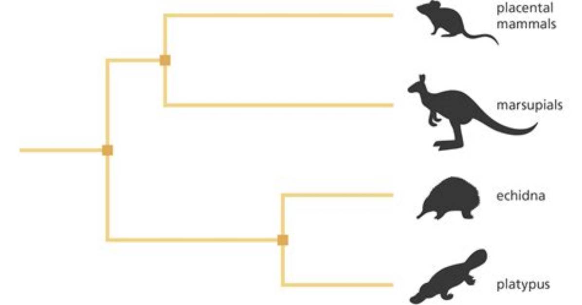 What Is an Example of Evolutionary?