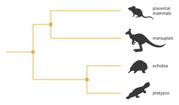 What Is an Example of Evolutionary?