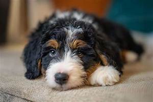 What Is an Ultra Bernedoodle?