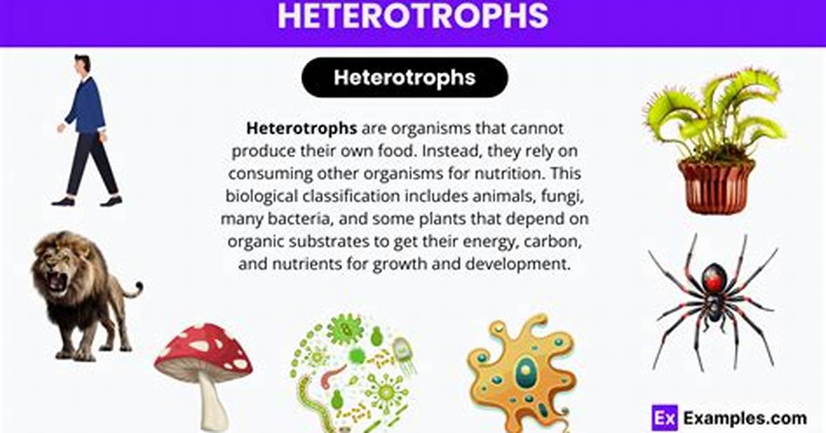 What Is Another Name for Heterotroph
