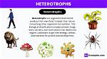 What Is Another Name for Heterotroph