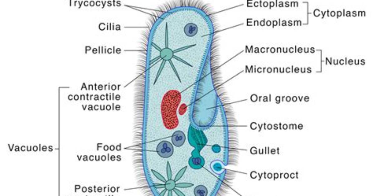What Is Another Name for Paramecium