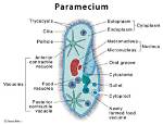 What Is Another Name for Paramecium
