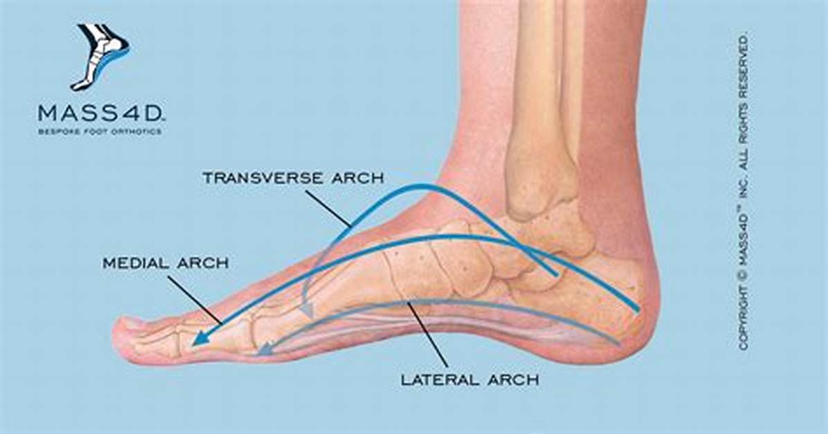 What Is Arch of Foot Called?