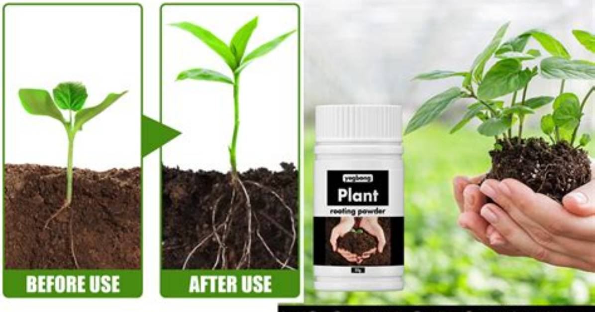 What Is Better Rooting Powder or Gel?