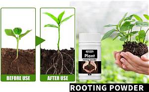 What Is Better Rooting Powder or Gel?