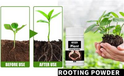 What Is Better Rooting Powder or Gel?