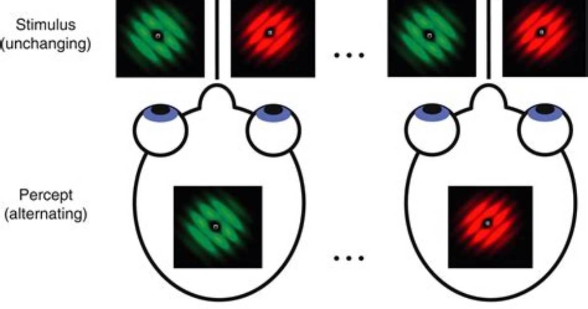 What Is Binocular Rivalry?