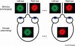 What Is Binocular Rivalry?