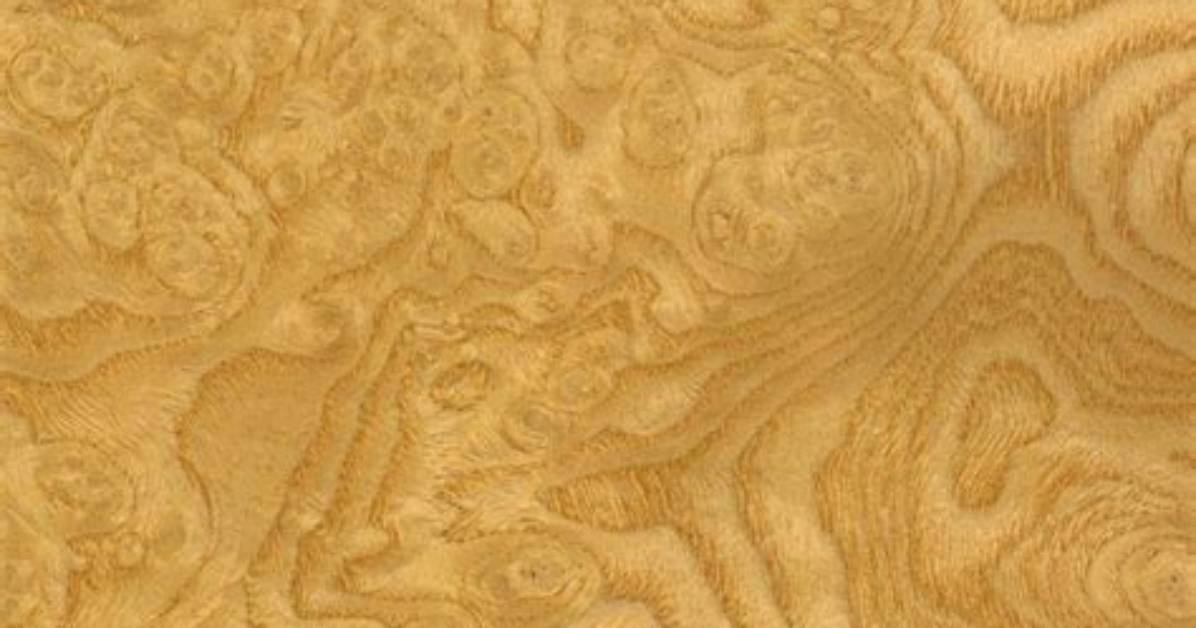 What Is Burl Ash