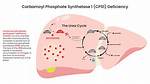 What Is Carbamoyl Used for?