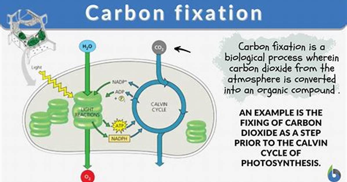 What Is Carbon Fixation, and How Does It Relate to Photosynthesis?