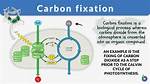 What Is Carbon Fixation, and How Does It Relate to Photosynthesis?