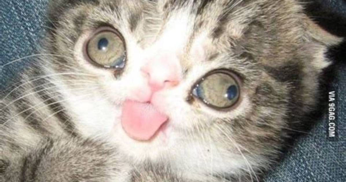 What Is Cat Down Syndrome?