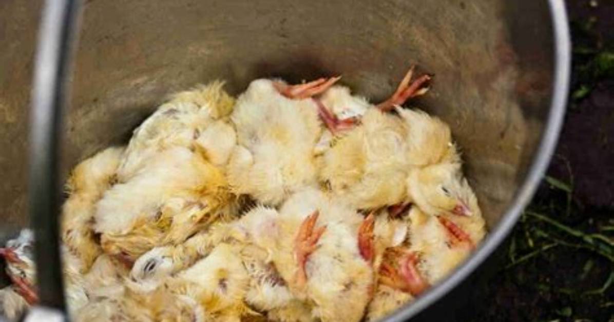 What Is Chick Culling?