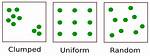 What Is Clumped Dispersion?