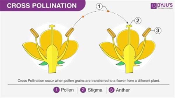 What Is Cross Pollination Short Answer?