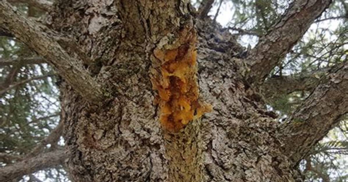 What Is Cytospora Canker?