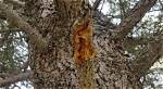 What Is Cytospora Canker?