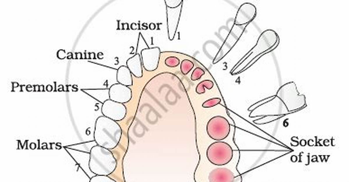 What Is Diphyodont Thecodont?