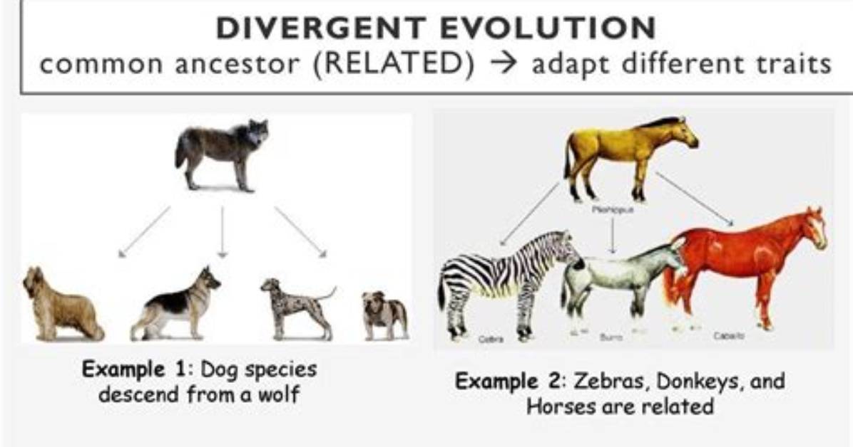 What Is Divergent Evolution in Biology