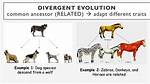 What Is Divergent Evolution in Biology