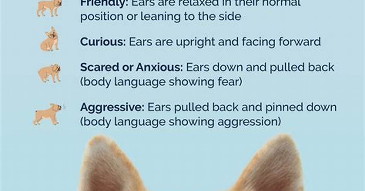 What Is Dog Eared