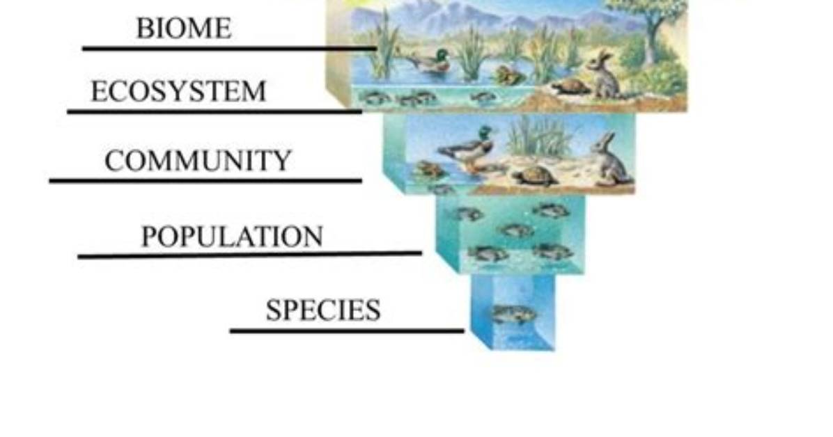 What Is Ecological Organization - Lisbd-Net. Com