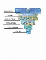 What Is Ecological Organization - Lisbd-Net. Com