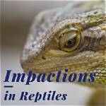 What Is Impaction in Reptiles?