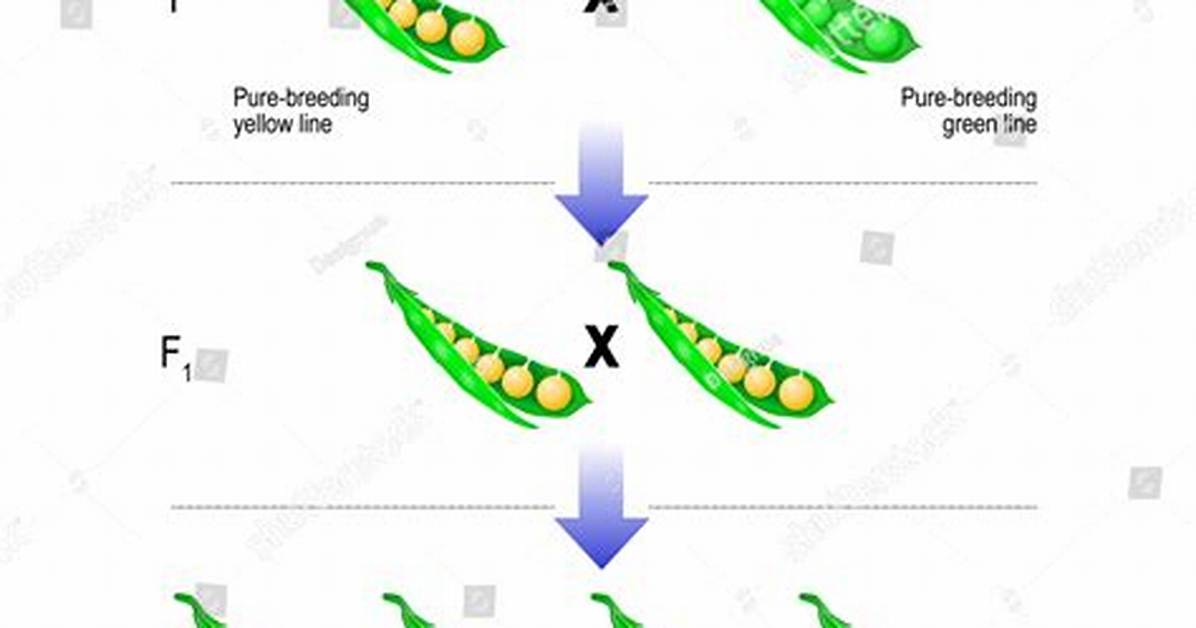 What Is Law of Inheritance in Agriculture?
