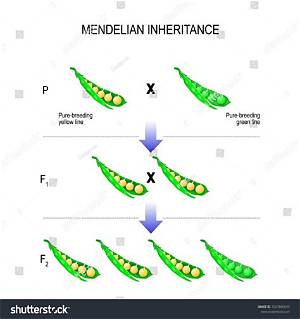 What Is Law of Inheritance in Agriculture?