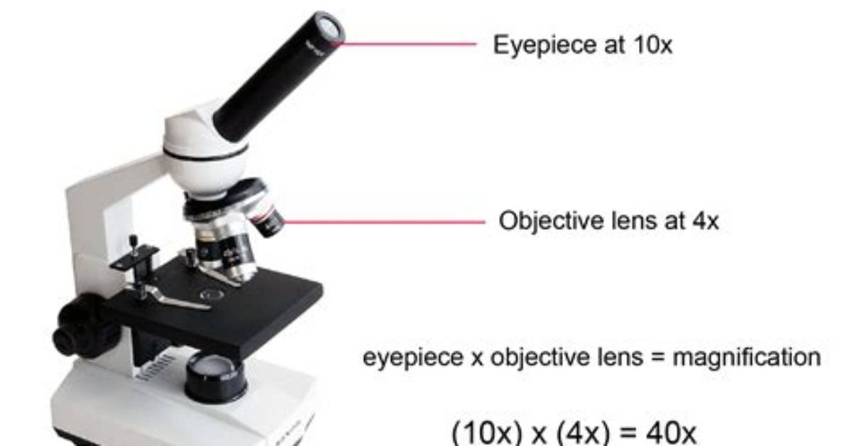What Is Magnification in Biology