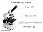 What Is Magnification in Biology