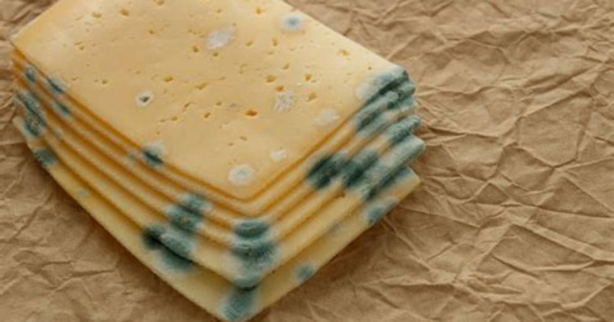 What Is Moldy Cheese?