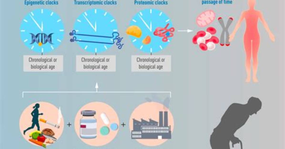 What Is My Epigenetic Age?