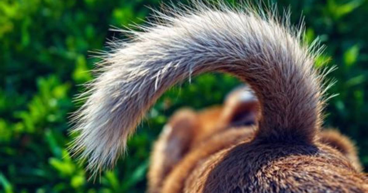 What Is on the Tail of a Dime?