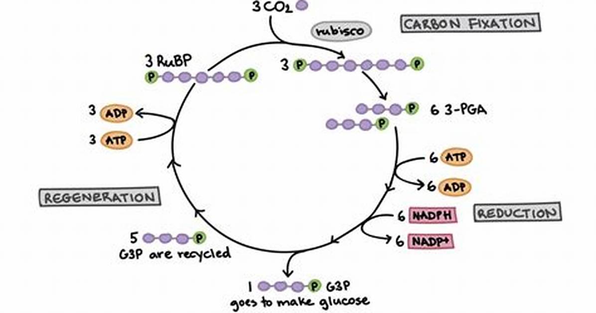 What Is Oxidized in the Calvin Cycle